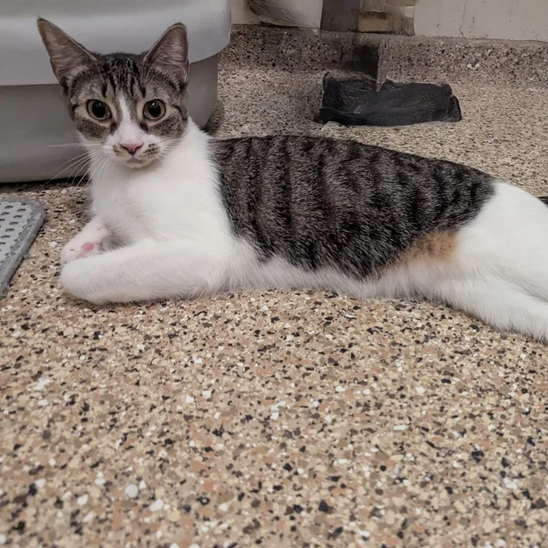 A young medium-sized female Tabby (Gray / Blue / Silver) Domestic Short Hair cat named Hannah for adoption in Fort Myers Beach, FL