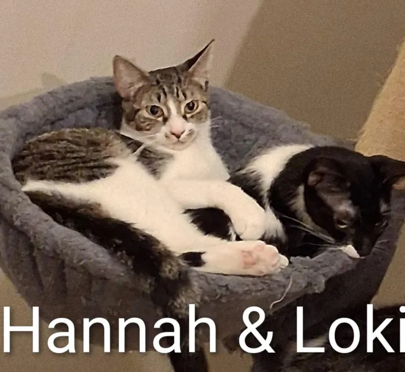 Hannah thumbnail 3