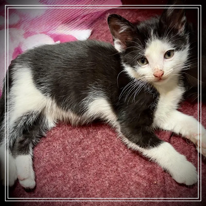 A baby small-sized male Black American Shorthair cat named Gras for adoption in Monroe, MI