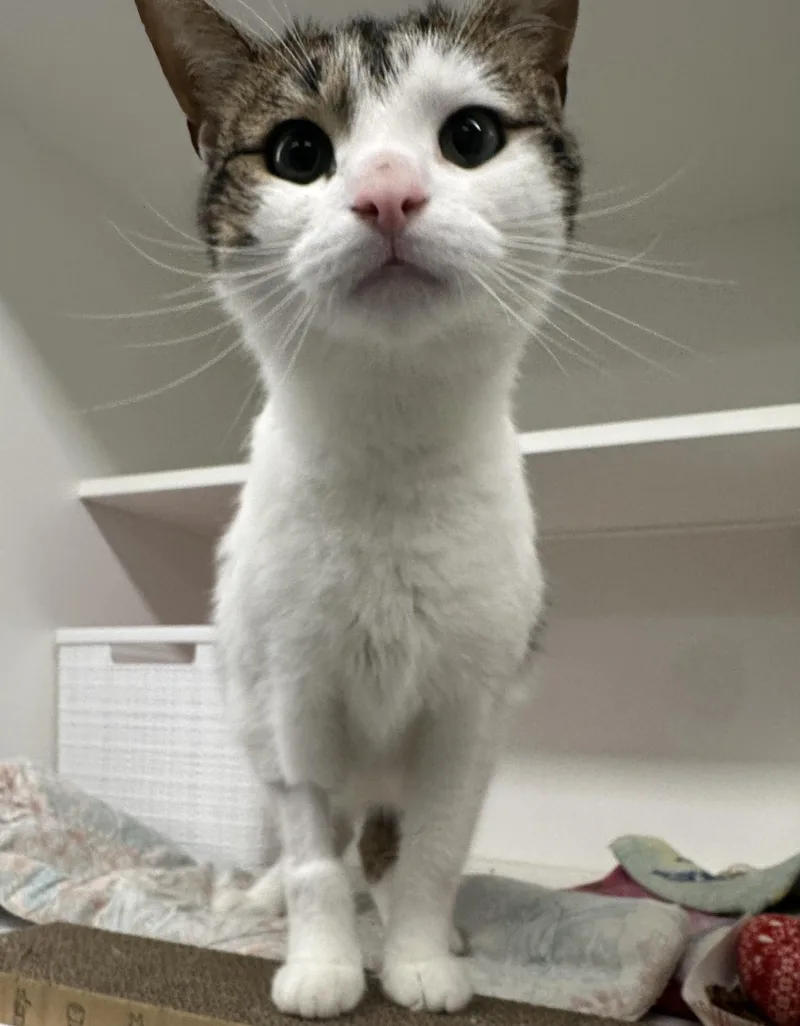 A young medium-sized male Domestic Short Hair cat named Winter for adoption in Manassas, VA