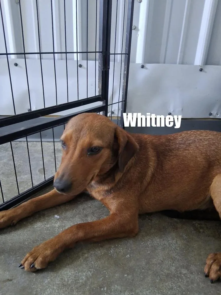 A baby medium-sized female Hound dog named Whitney for adoption in Irwin, PA