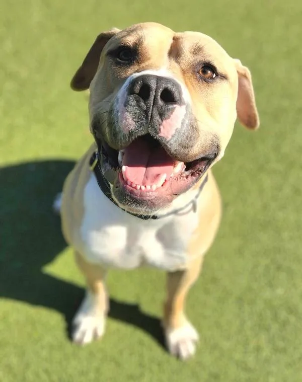 Remington thumbnail 2