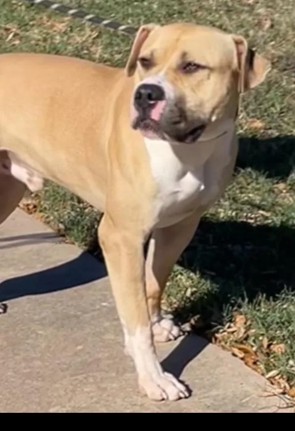 Remington thumbnail 3