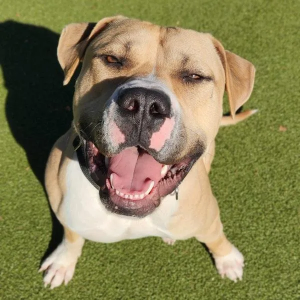 Remington thumbnail 4