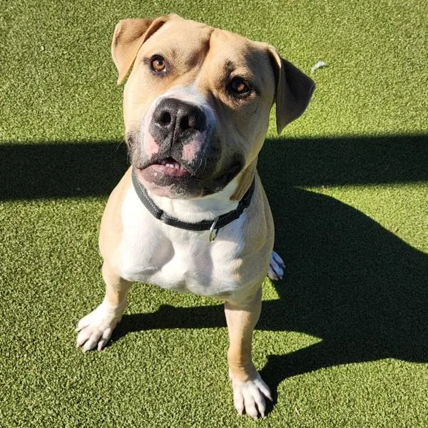 Remington thumbnail 5