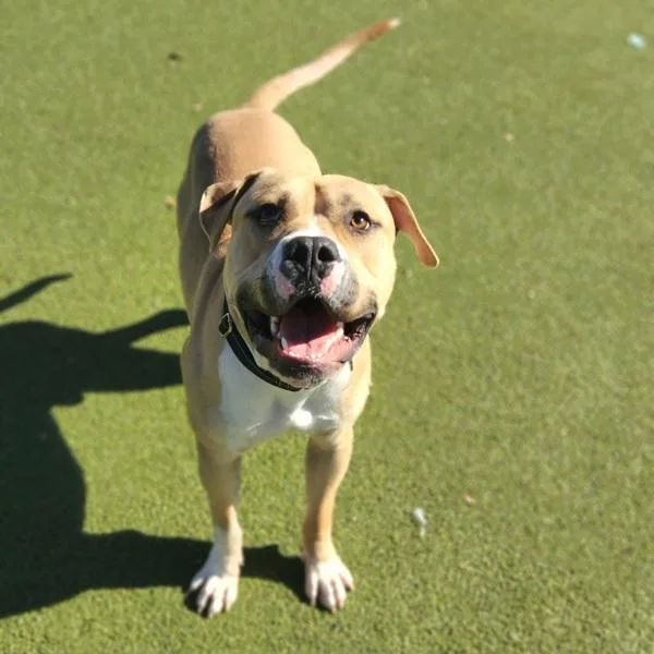 Remington thumbnail 6