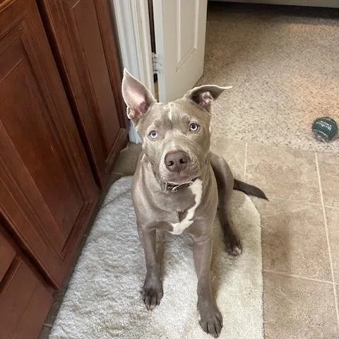 An adult large-sized male Gray / Blue / Silver Pit Bull Terrier dog named River for adoption in Dallas, TX