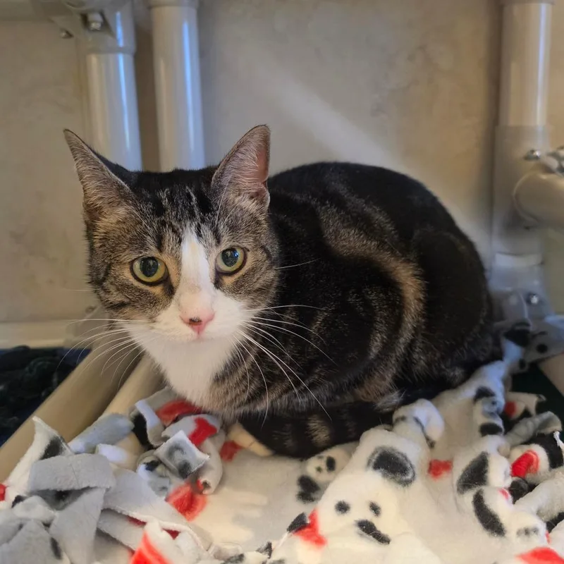 An adult medium-sized female Brown / Chocolate Domestic Short Hair cat named Harlow for adoption in Naples, FL