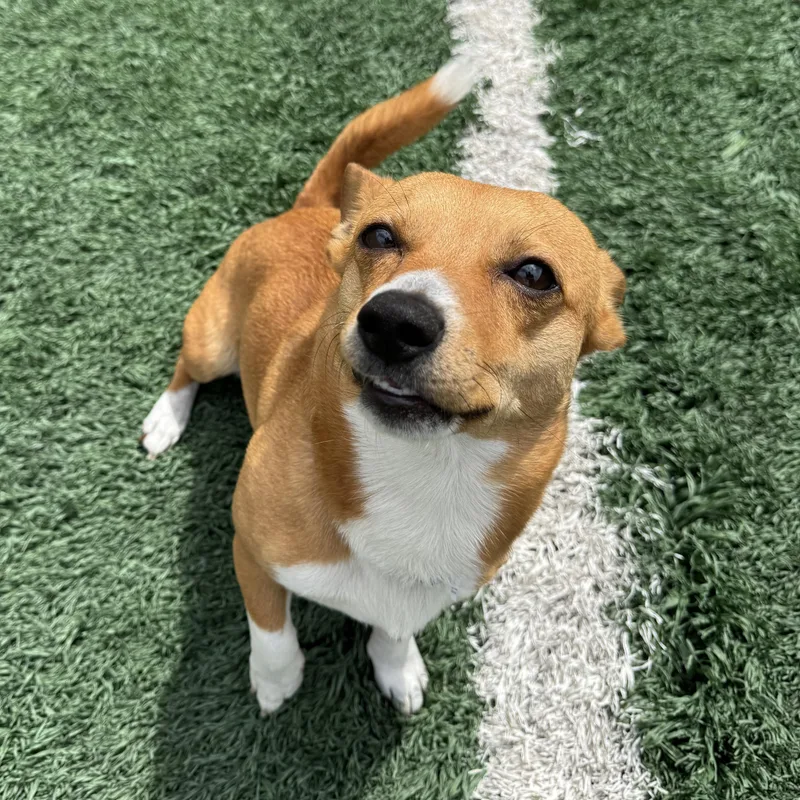 An adult small-sized male Cardigan Welsh Corgi dog named Duke for adoption in Glenwood , IA