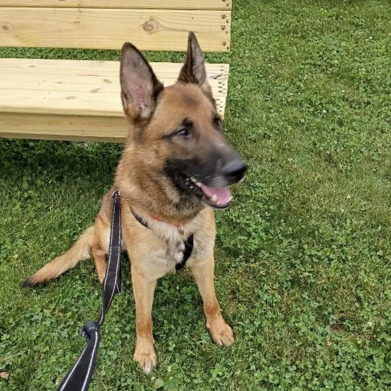 An adult medium-sized male Golden Shepherd dog named Chase for adoption in Elyria, OH