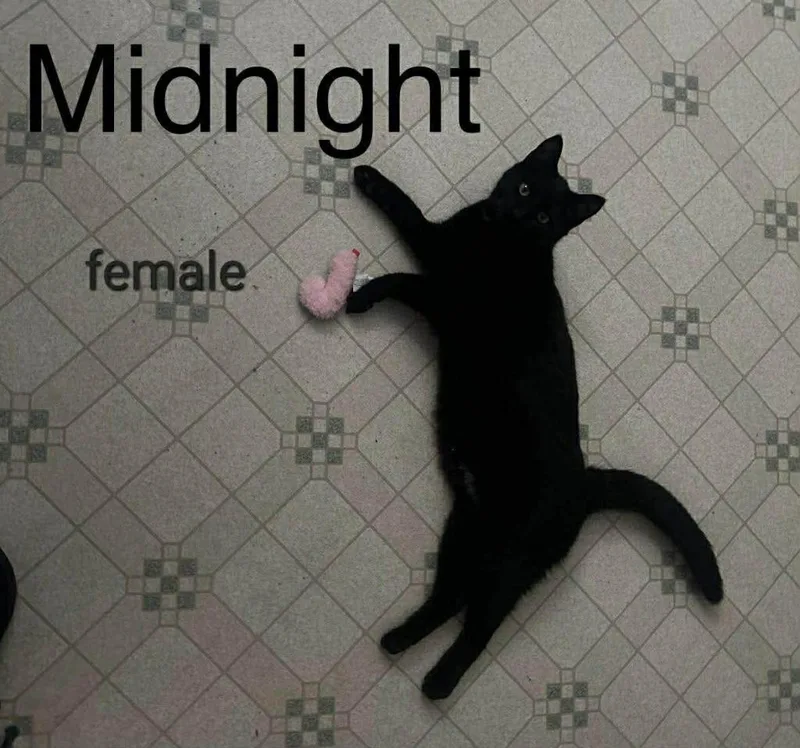 A baby medium-sized female Domestic Short Hair cat named Midnight Moon for adoption in Cloquet, MN