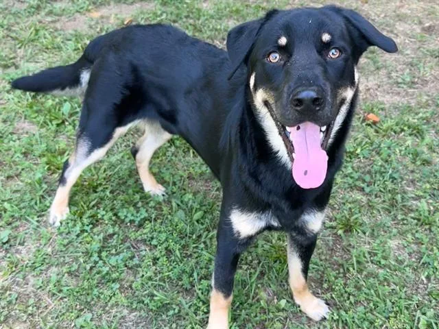 A young large-sized male German Shepherd Dog dog named Rocco for adoption in Haw River, NC