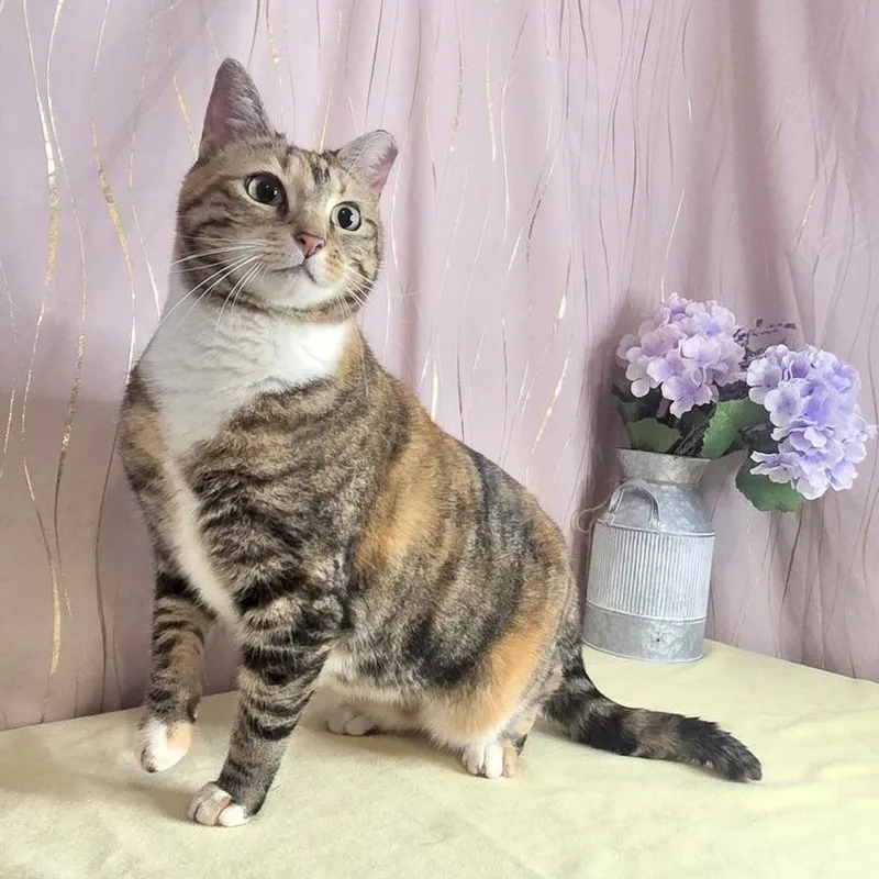 An adult large-sized female Calico Calico cat named Calico for adoption in Long Beach, MS
