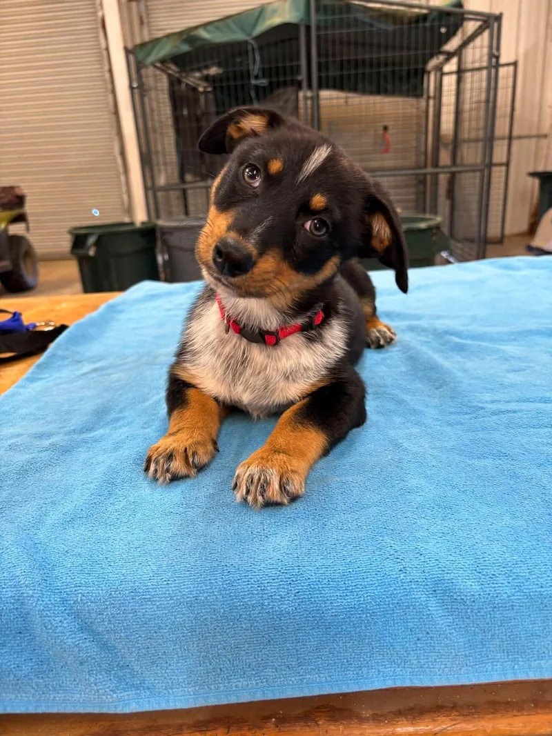 A baby small-sized male Dachshund dog named Ace for adoption in Panama City, FL