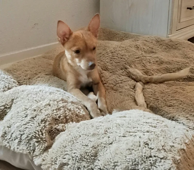 A baby small-sized female Chihuahua dog named Poppy for adoption in Boston, MA