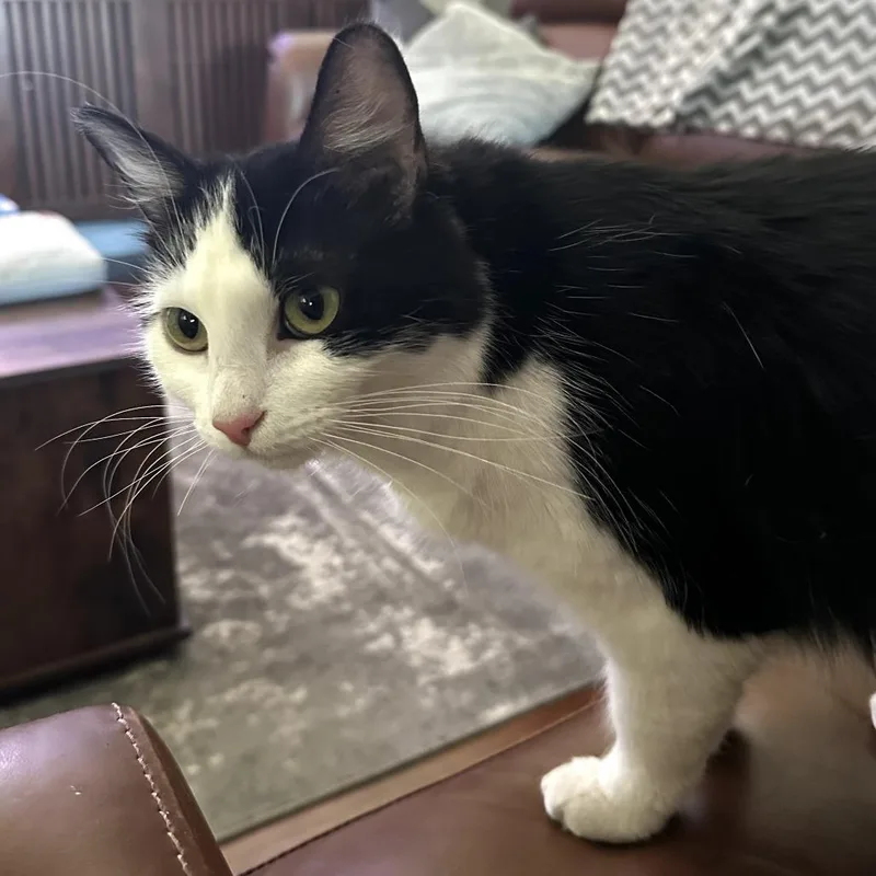 A young small-sized female White Domestic Medium Hair cat named Oreo for adoption in Hemet, CA