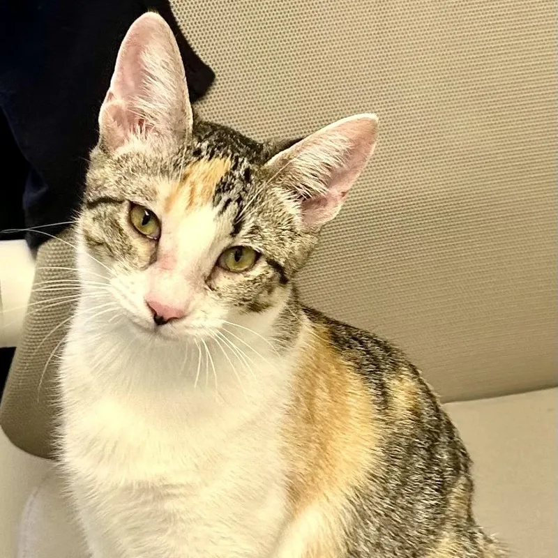Carla