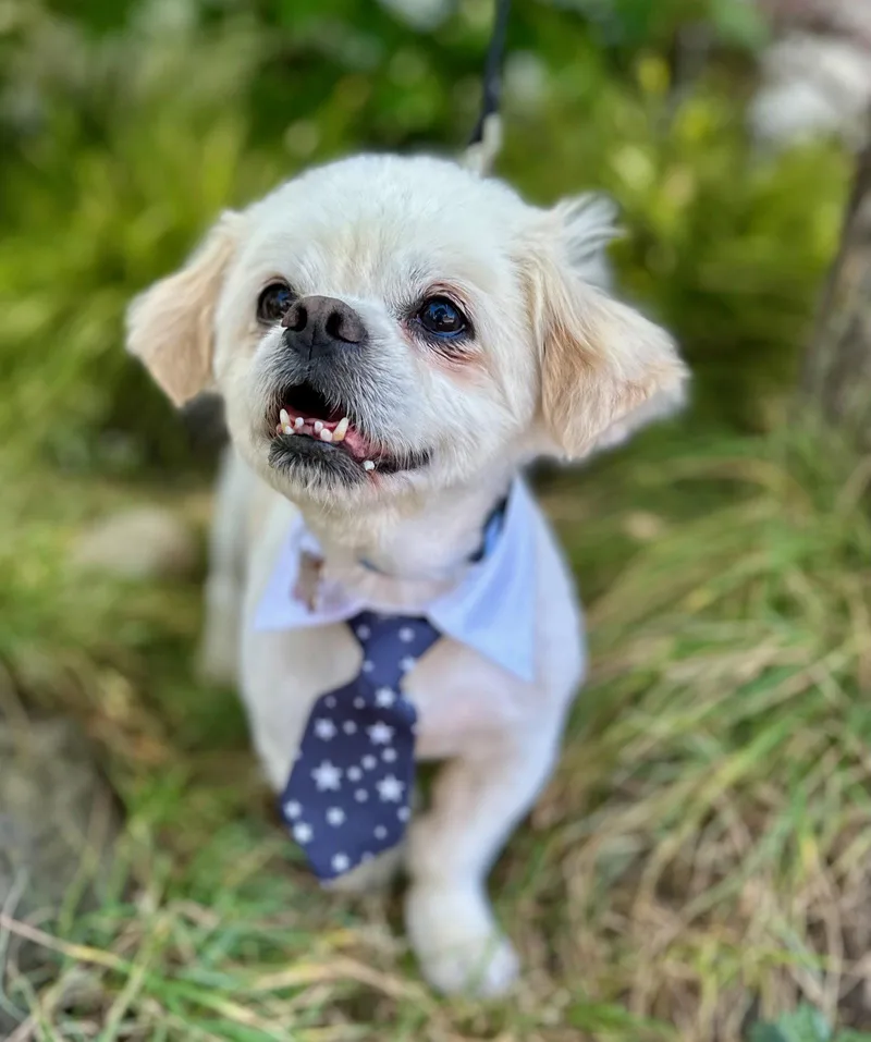 An adult small-sized male Pekingese dog named Reboot for adoption in Palo Alto, CA