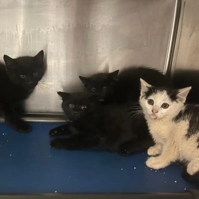A baby small-sized female White Domestic Short Hair cat named Blender for adoption in Rocky Mount, VA