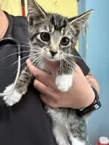 A young medium-sized female Tabby (Brown / Chocolate) Domestic Short Hair cat named Woolly for adoption in Manitowoc, WI