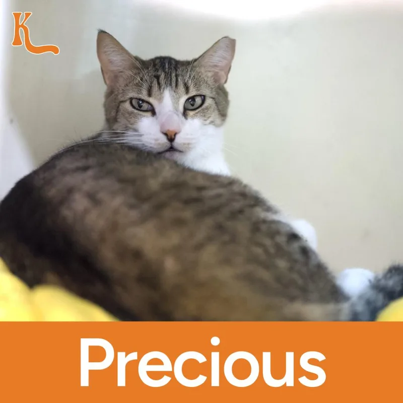 An adult large-sized female Gray / Blue / Silver Domestic Short Hair cat named Cassie for adoption in Desert Hot Springs, CA