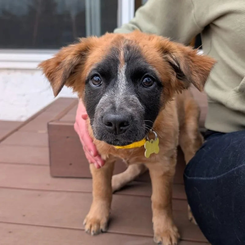 A baby small-sized female Cattle Dog dog named Ren for adoption in San Diego, CA