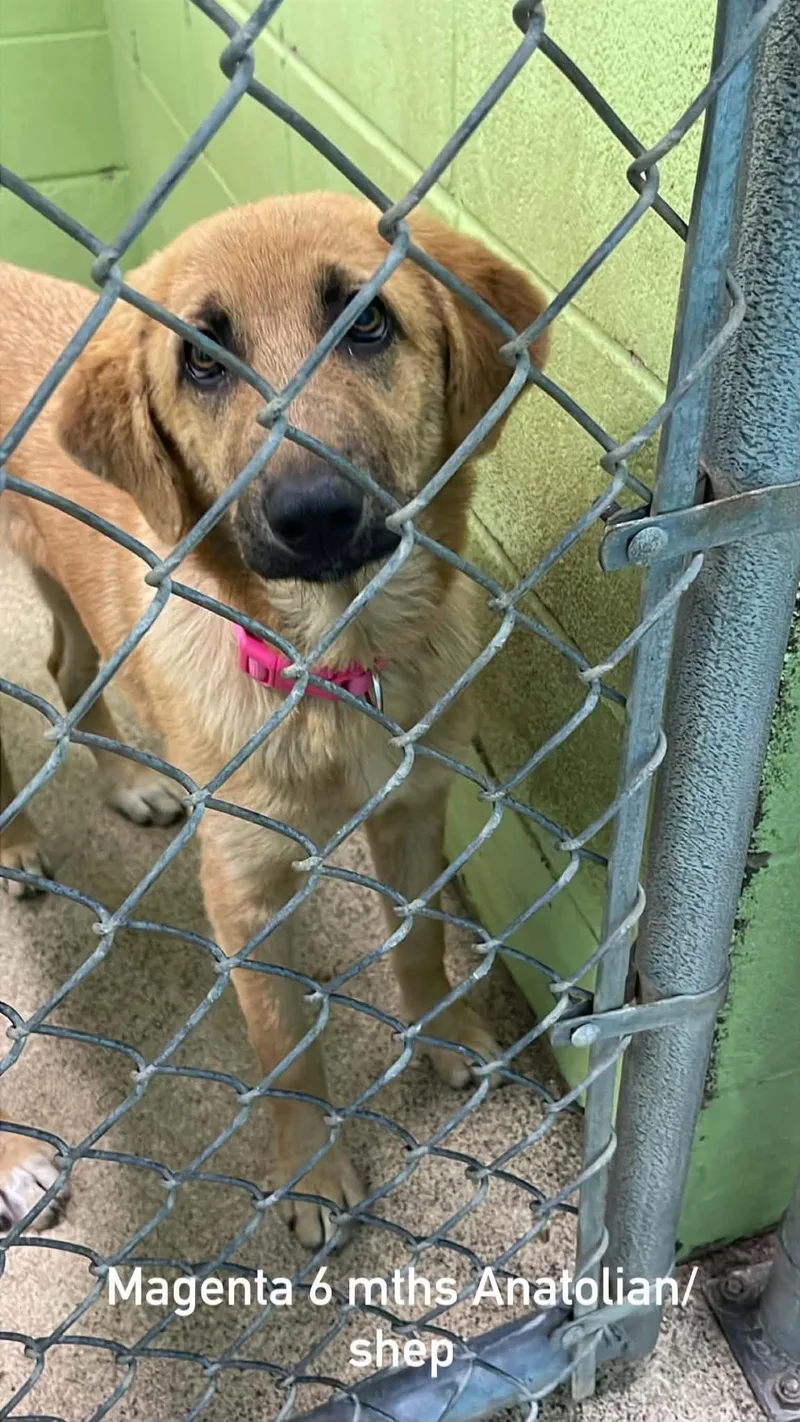 A young medium-sized female Bicolor Anatolian Shepherd dog named Magenta for adoption in Fort Payne, AL