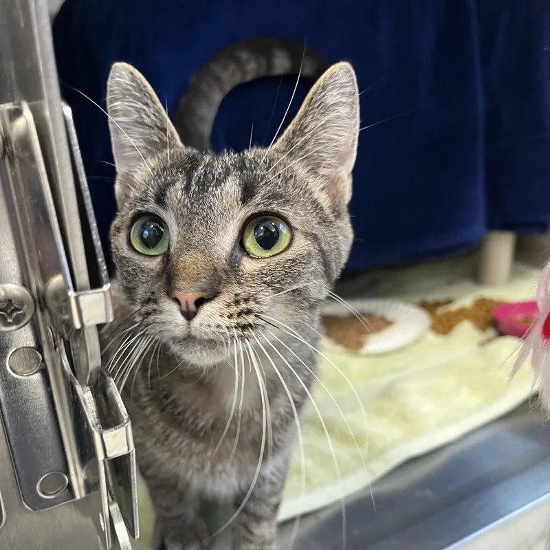 A young medium-sized female Domestic Short Hair cat named Electron for adoption in Fort Wayne, IN