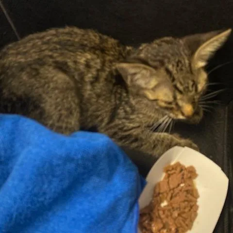 A baby small-sized male Domestic Short Hair cat named Fargo for adoption in West Palm Beach, FL