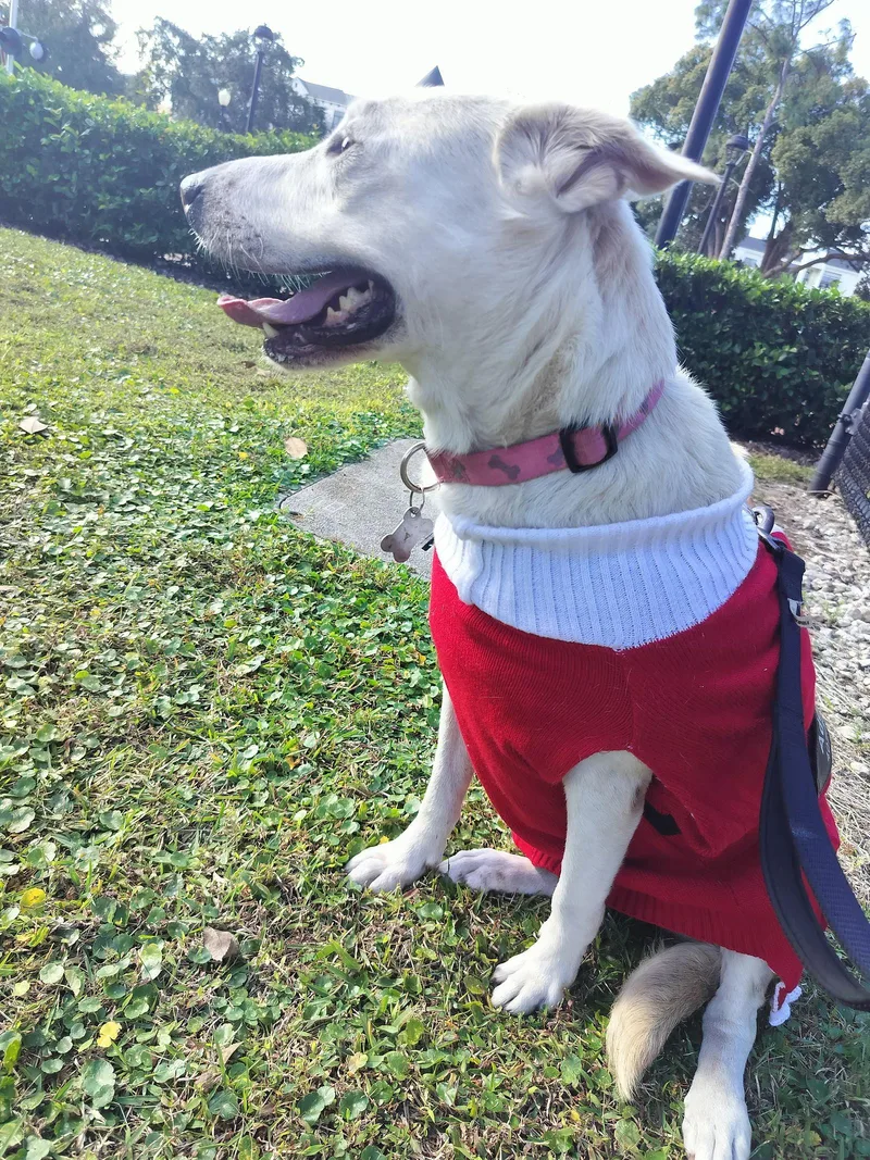 Princess thumbnail 2