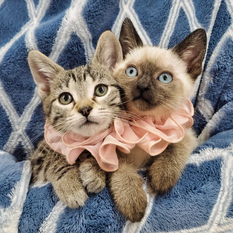 A baby medium-sized female Tabby (Tiger Striped) Siamese cat named Zilla & Calibri for adoption in Ottawa, IL