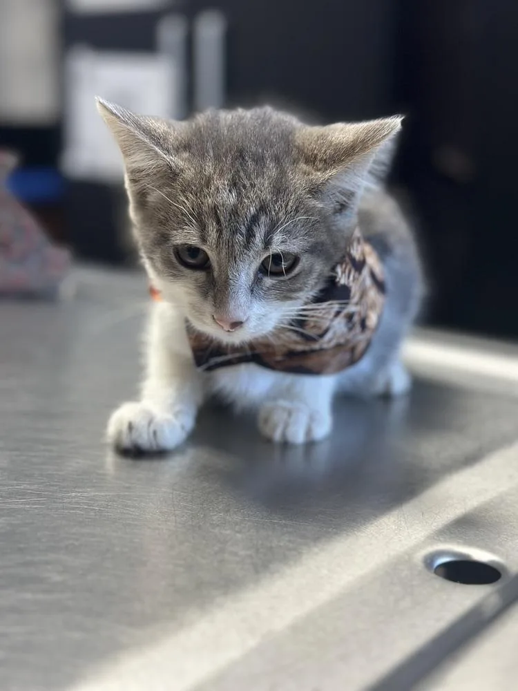 A baby small-sized female Domestic Short Hair cat named Pippin for adoption in Crescent City, FL