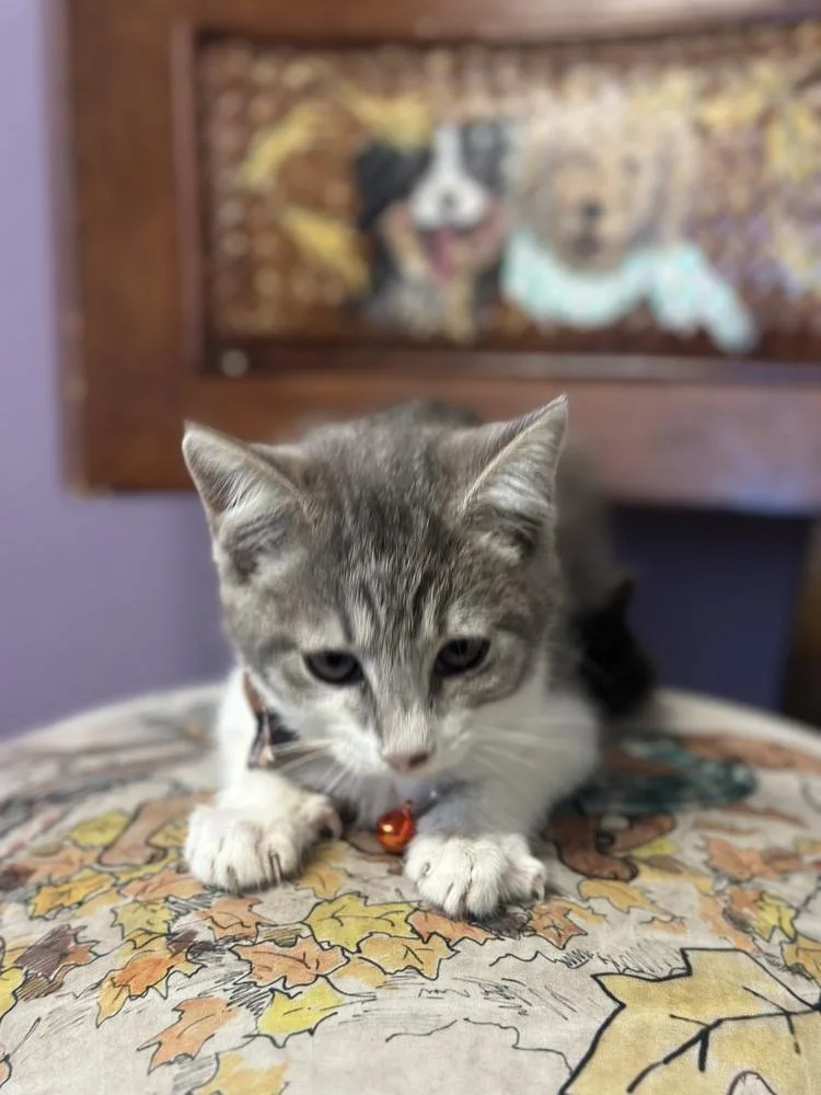 Pippin thumbnail 3