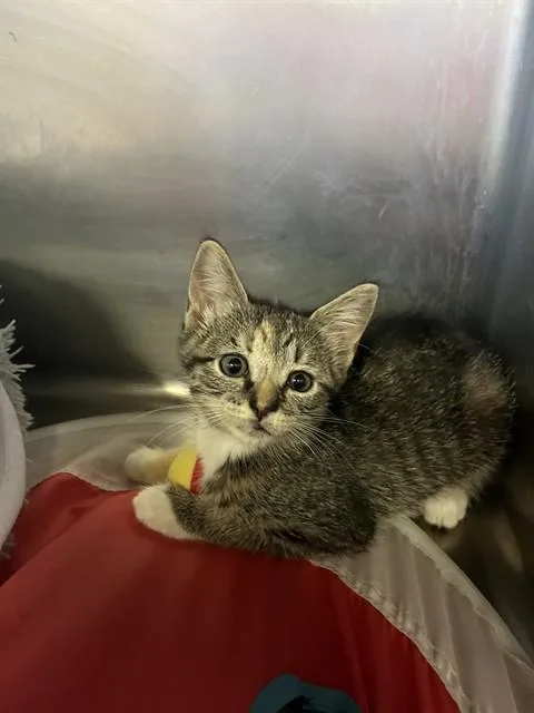 A baby medium-sized female Domestic Short Hair cat named Alice for adoption in Brewster, MA