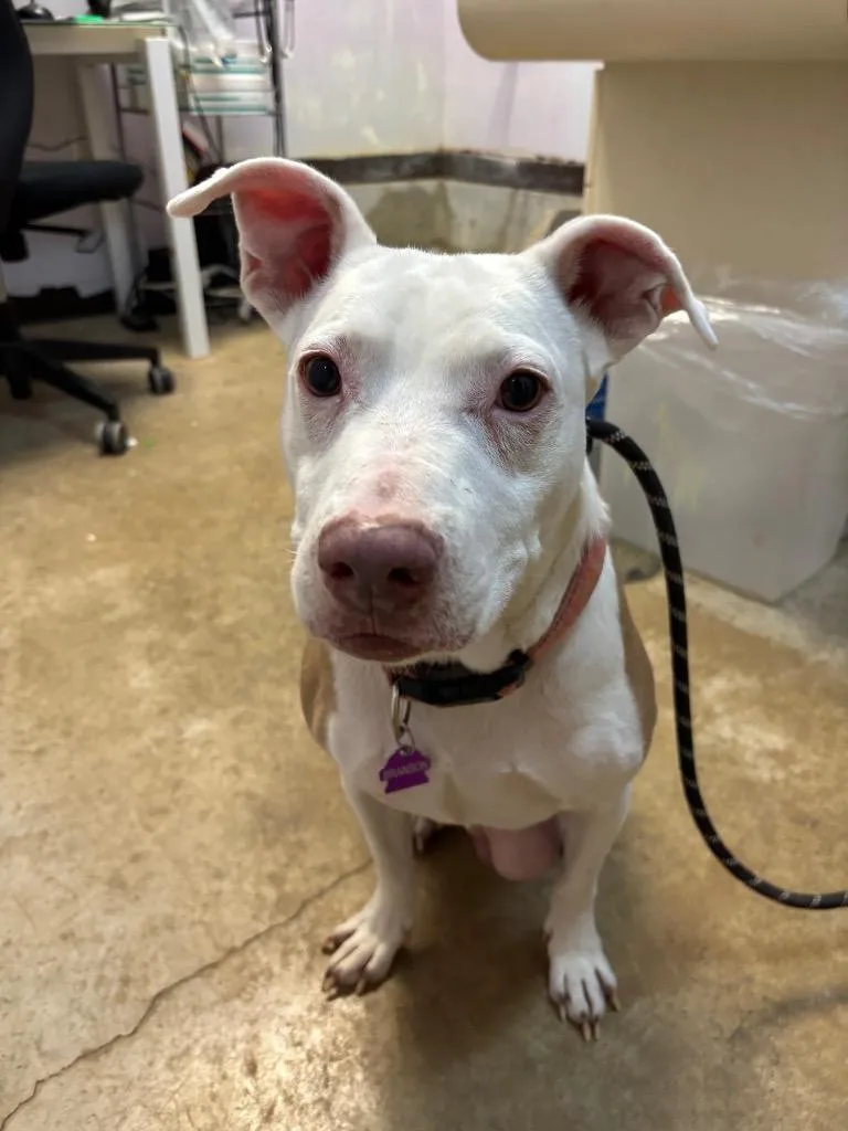 A young medium-sized male Pit Bull Terrier dog named Branson for adoption in New Braunfels, TX