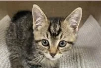 A baby medium-sized female Domestic Short Hair cat named Marble for adoption in West Chester, PA