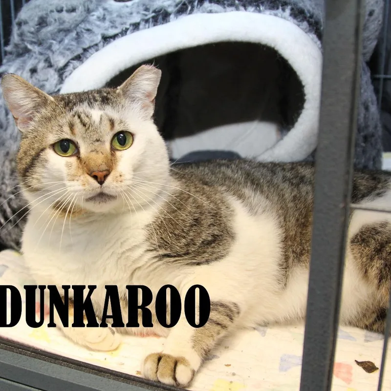 An adult large-sized male Brown / Chocolate Domestic Short Hair cat named Dunkaroo for adoption in Mooresville, NC