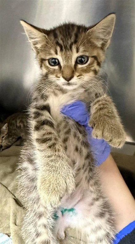 A baby small-sized male Gray / Blue / Silver Domestic Short Hair cat named A for adoption in Woodland, CA