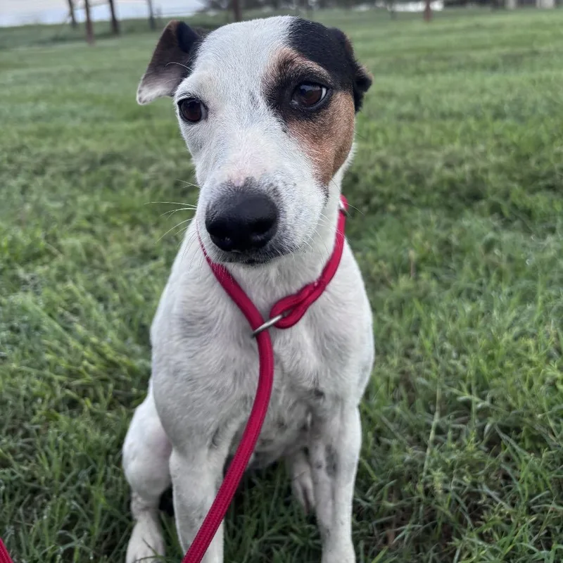 An adult small-sized male White / Cream Jack Russell Terrier dog named Jack for adoption in Floresville, TX
