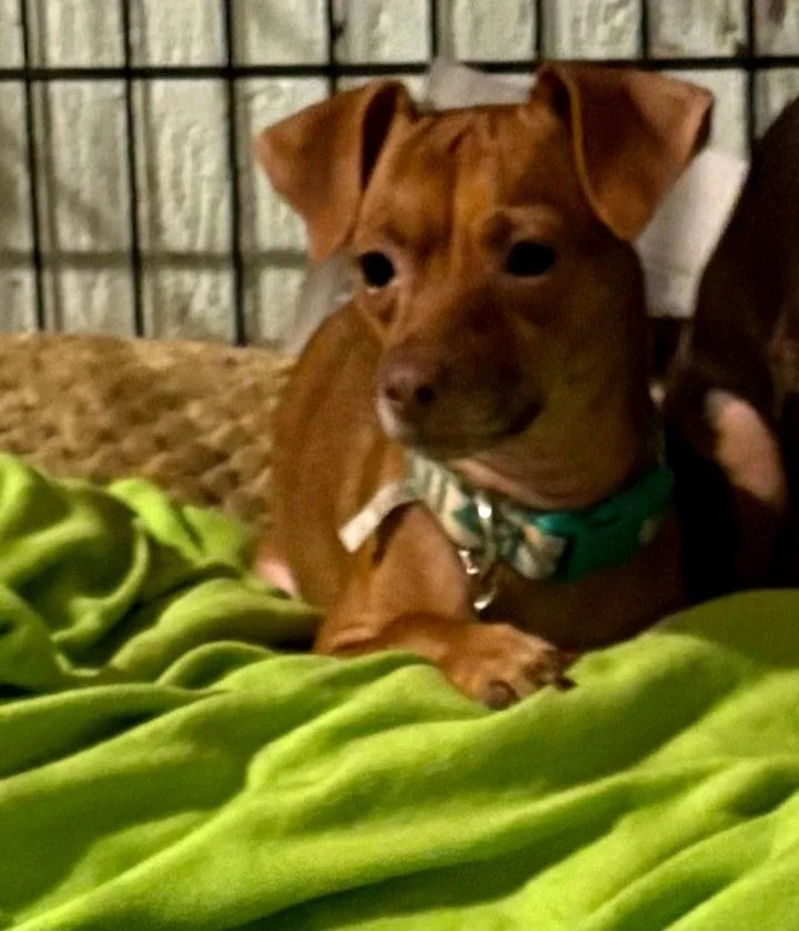 An adult small-sized female Chihuahua dog named Lili for adoption in Mentone, CA