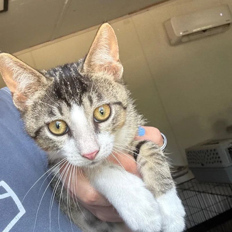 A baby small-sized male White Manx cat named Tangerine for adoption in Hattiesburg, MS
