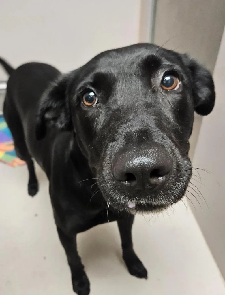 An adult medium-sized female Labrador Retriever dog named Jezzabelle for adoption in Sherwood, AR