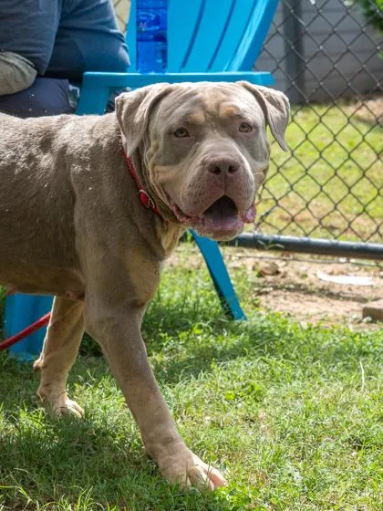 An adult extra large-sized female Mixed Breed dog named Betty Boop for adoption in Chamblee, GA
