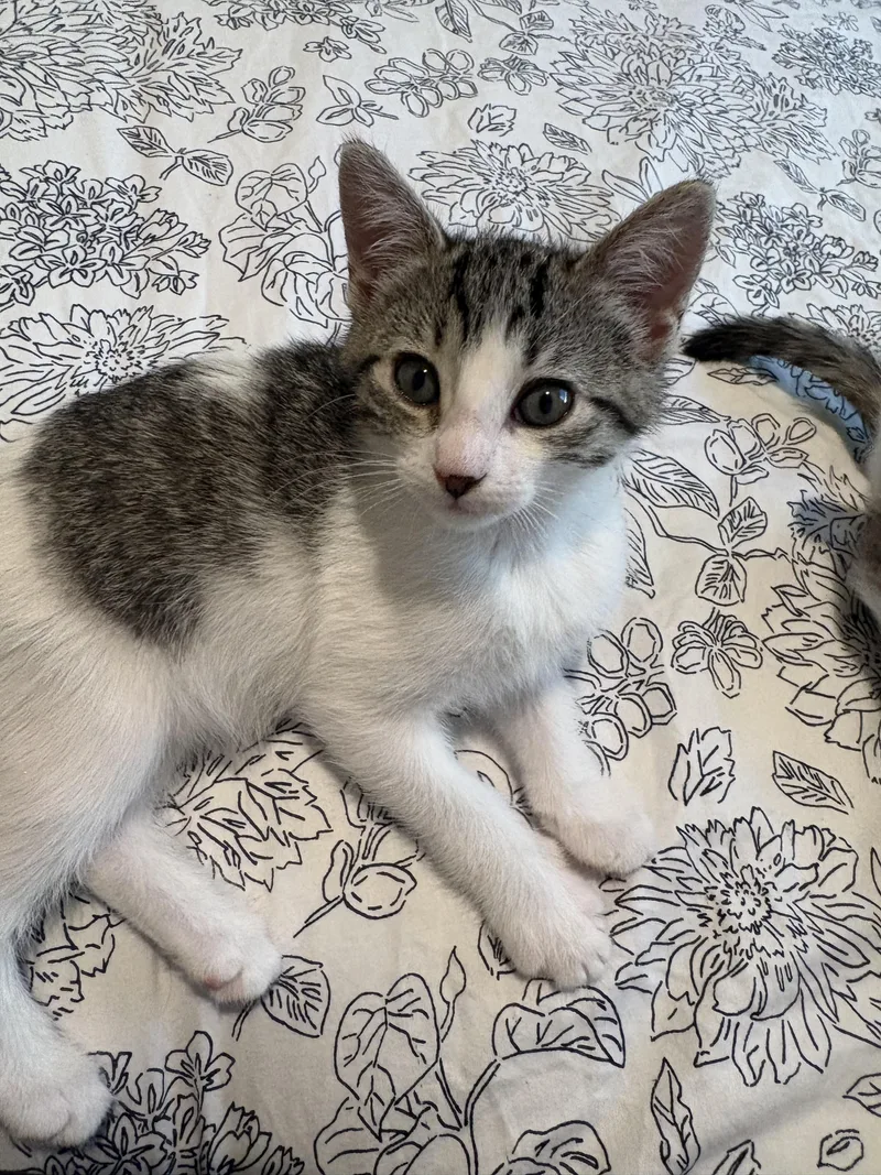 A baby small-sized female Domestic Short Hair cat named Morticia Addams for adoption in Tracy, CA