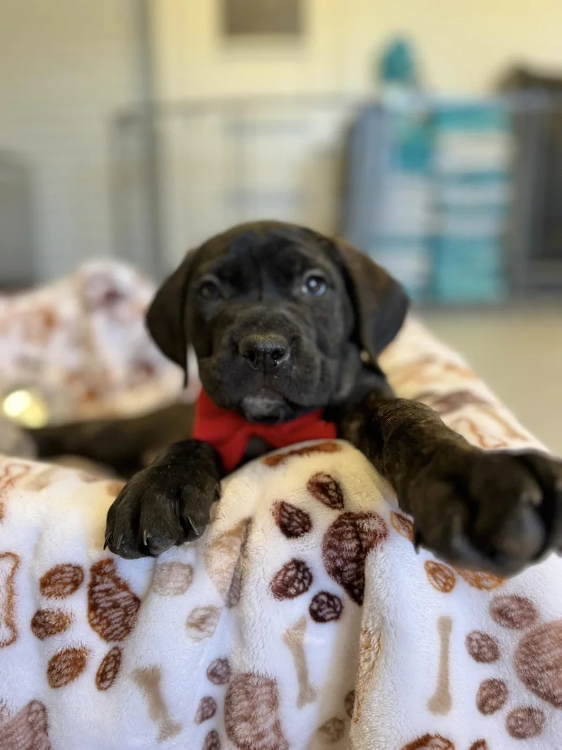 A young medium-sized female Cane Corso dog named Ruby for adoption in Glendale, AZ