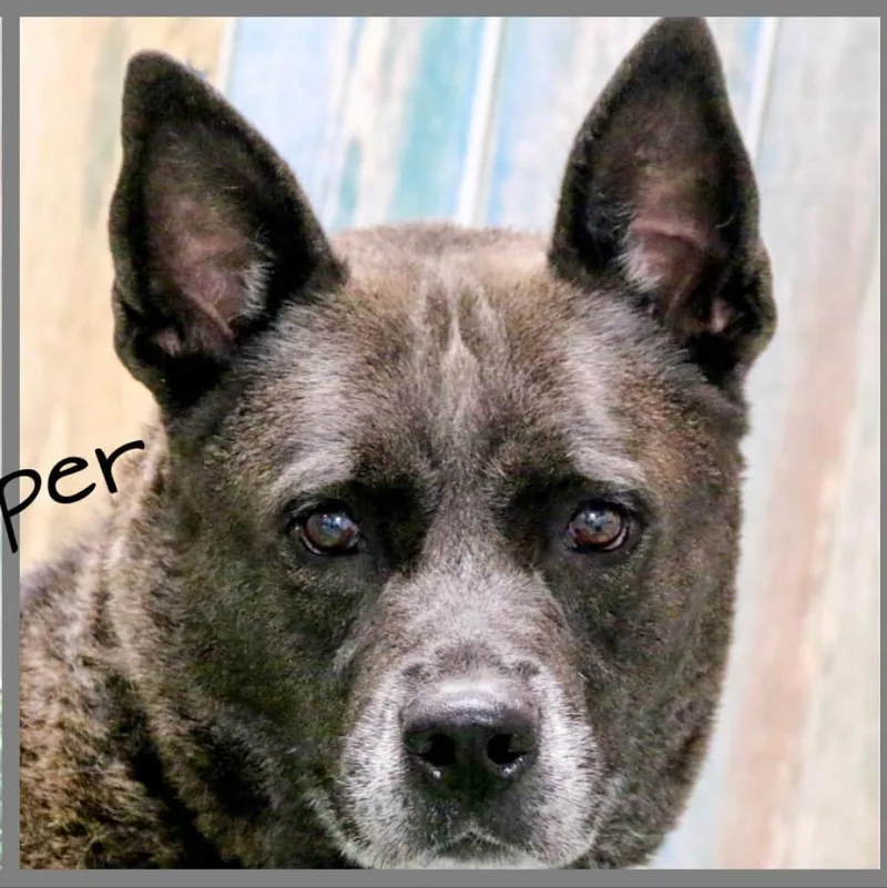 Cooper