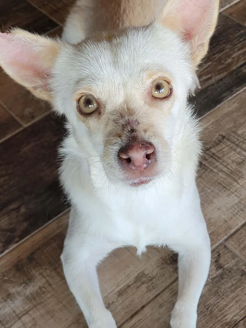 An adult small-sized female Dachshund dog named Lacie for adoption in New River, AZ