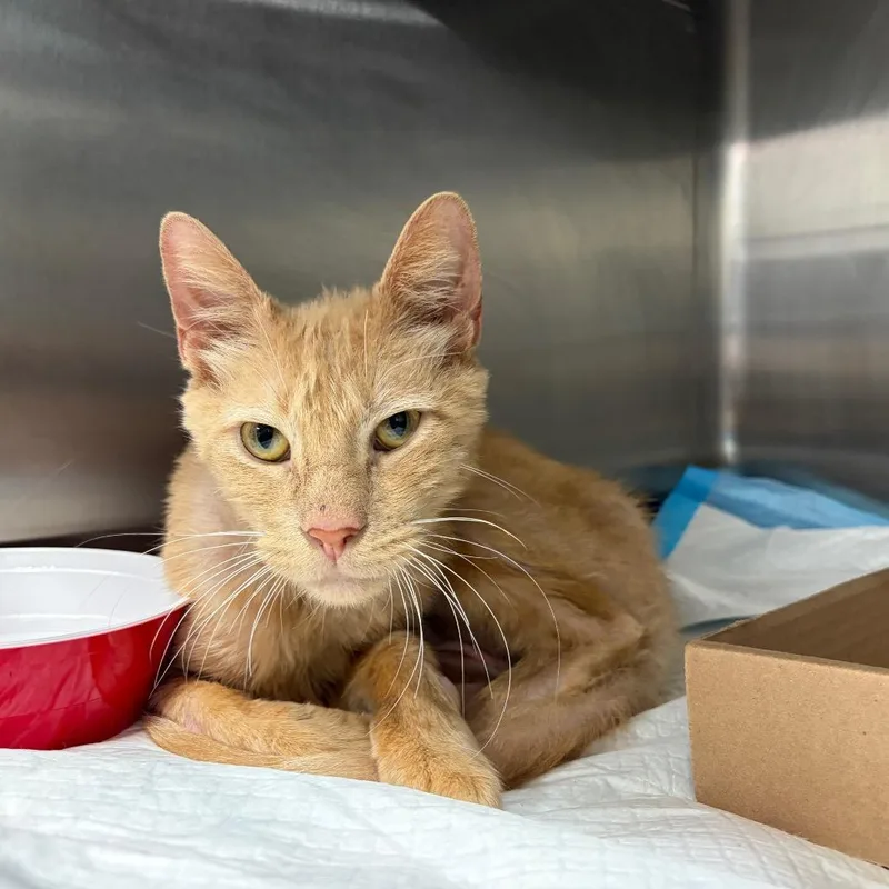 A baby small-sized male Domestic Short Hair cat named King for adoption in Newark, NJ