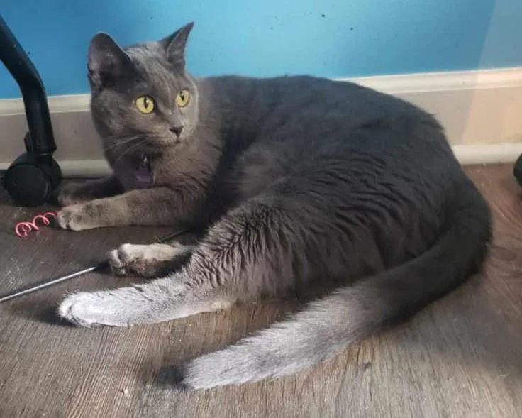 An adult medium-sized female Gray / Blue / Silver Domestic Short Hair cat named Cinder for adoption in Lemoyne, PA