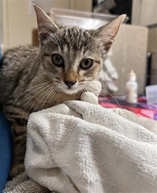 A baby small-sized female Domestic Short Hair cat named Layla for adoption in Riverside, CA